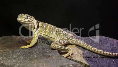 lizard between leaves