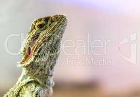 lizard between leaves