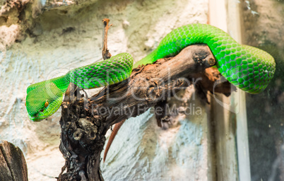 green snake creeps on tree