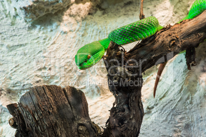 green snake creeps on tree