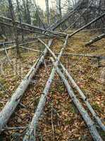 fallen dead trees