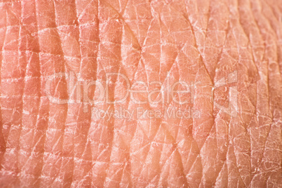 texture of human skin