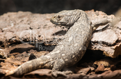 lizard between leaves