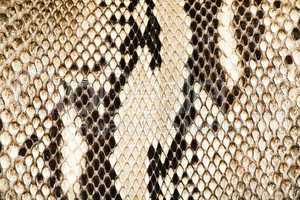 texture of genuine snakeskin