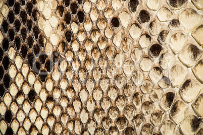texture of genuine snakeskin