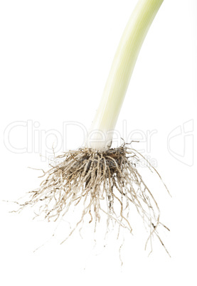 leek white isolated