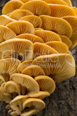 colony of yellow mushrooms on tree trunk