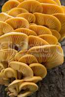 colony of yellow mushrooms on tree trunk