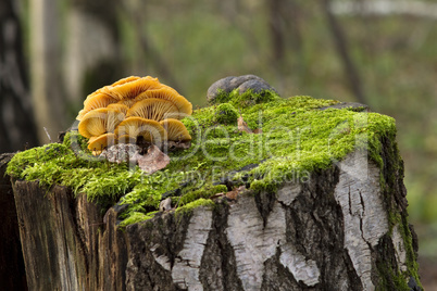 mushrooms, growing on a tree stump