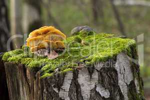 mushrooms, growing on a tree stump