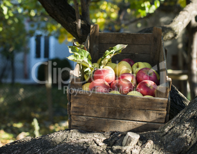 apples in an old wooden crate on tree