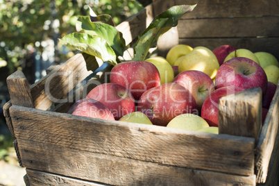 apples in an old wooden crate on tree