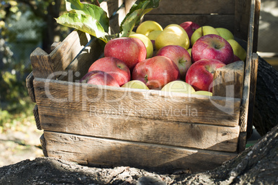 apples in an old wooden crate on tree