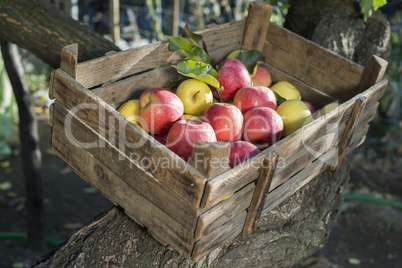 apples in an old wooden crate on tree