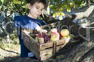 apples in an old wooden crate on tree