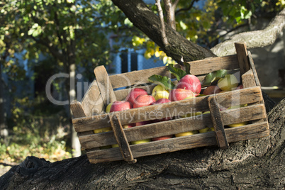 apples in an old wooden crate on tree