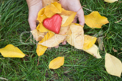 hand holding red heart and autumn leafs