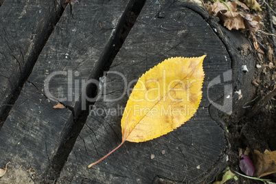 single autumn leaf on a tree trunk