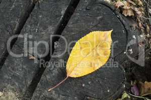 single autumn leaf on a tree trunk