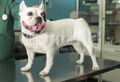 dog in a veterinary office