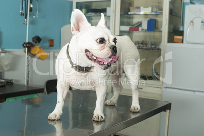 dog in a veterinary office