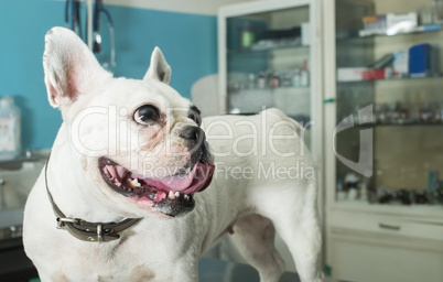 dog in a veterinary office