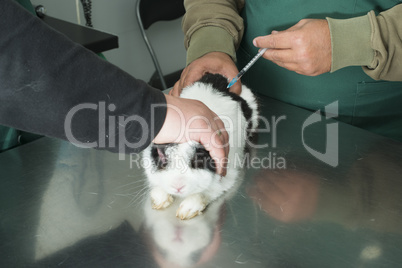 rabbit in a veterinary office