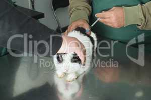 rabbit in a veterinary office
