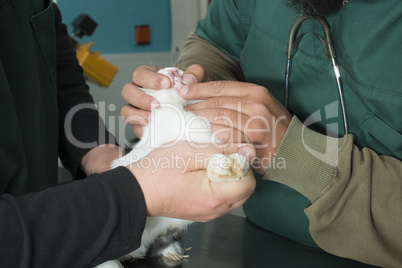 rabbit in a veterinary office