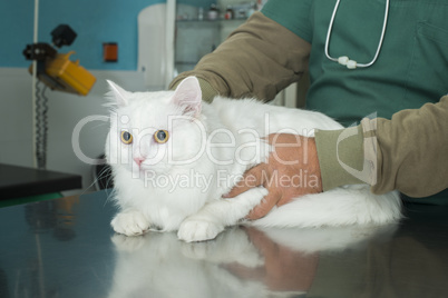 cat in a veterinary