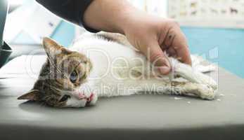 cat anesthesia in veterinary