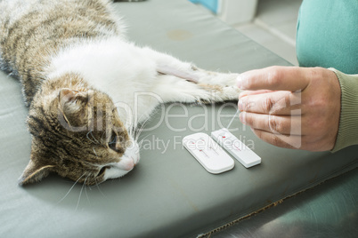 veterinary blood test