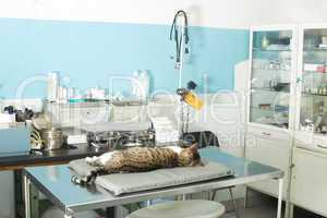cat anesthesia in veterinary