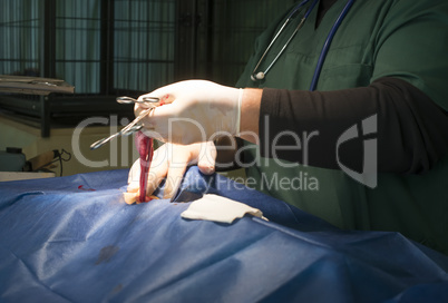 animal in a veterinary surgery