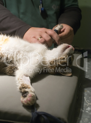 cat in a veterinary surgery