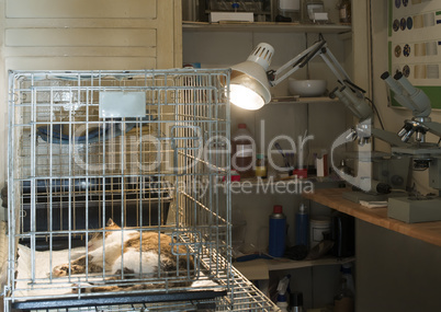 cat at veterinary laboratory