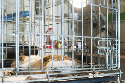 cat at veterinary laboratory