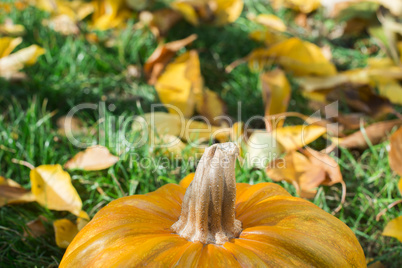 pumpkin on grass and autumn leaves