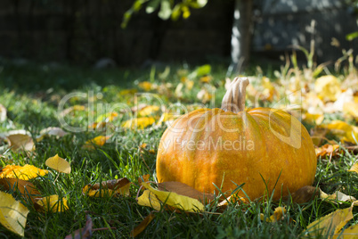 pumpkin on grass and autumn leaves