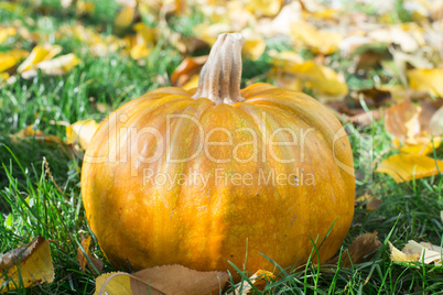 pumpkin on grass and autumn leaves