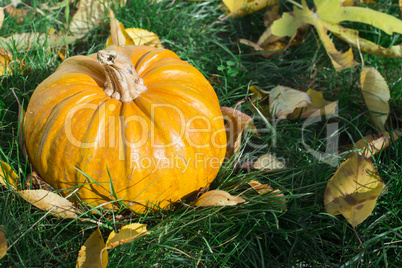 pumpkin on grass and autumn leaves