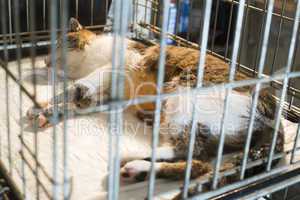 cat at veterinary laboratory