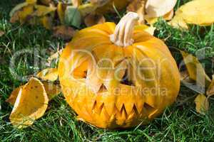 pumpkin on grass and autumn leaves