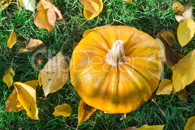 pumpkin on grass and autumn leaves