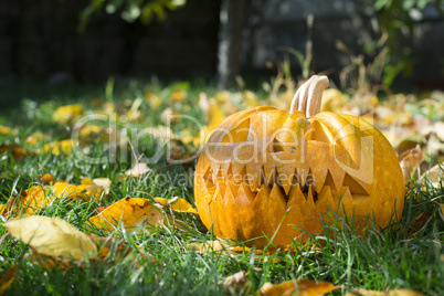 pumpkin on grass and autumn leaves