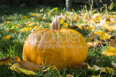 pumpkin on grass and autumn leaves