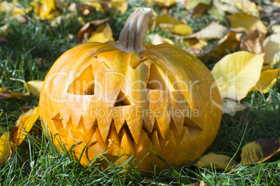 pumpkin on grass and autumn leaves