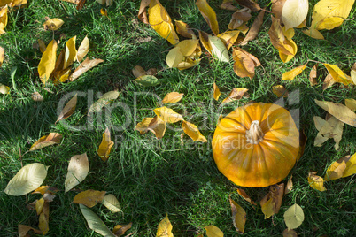 pumpkin on grass and autumn leaves