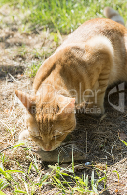 cat and mouse in garden