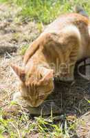 cat and mouse in garden